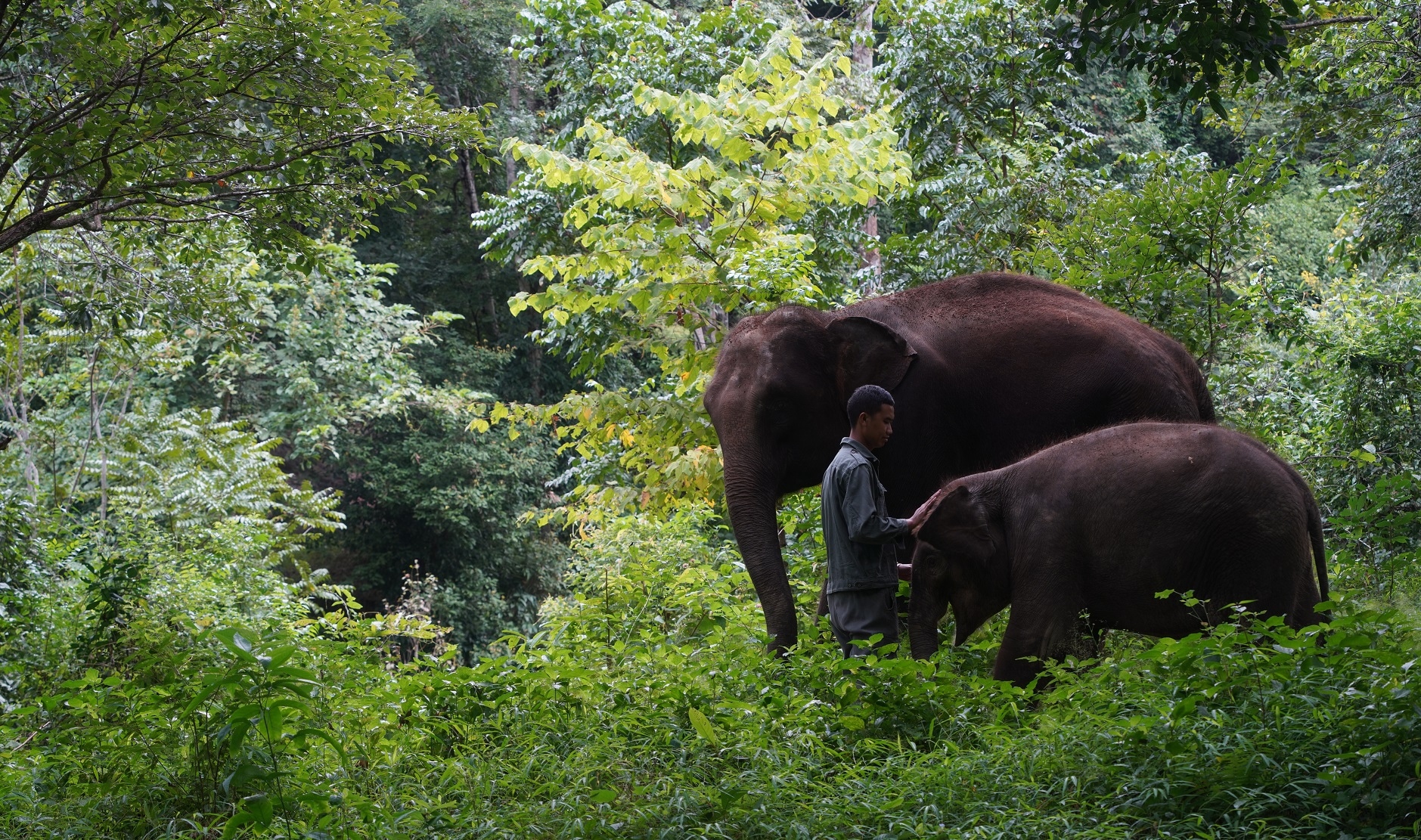 rewilding training, all optical