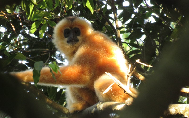 36 hainan gibbon list2