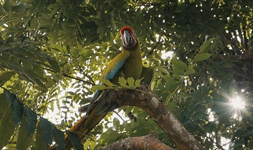 Great Green Macaw