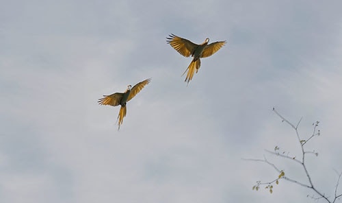 Great Green Macaw