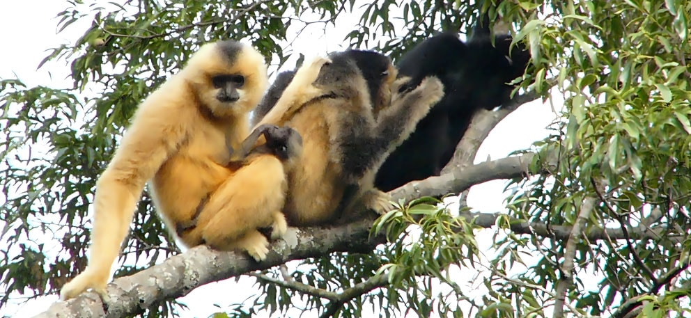 hainan gibbons