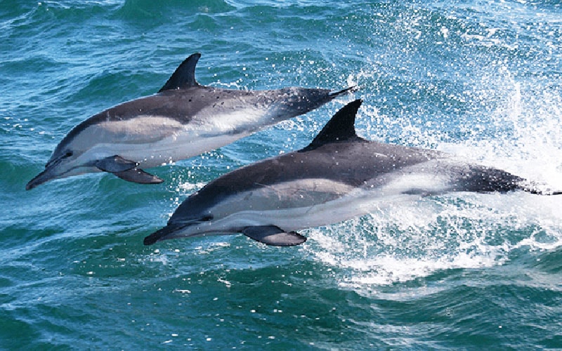 irelands whales