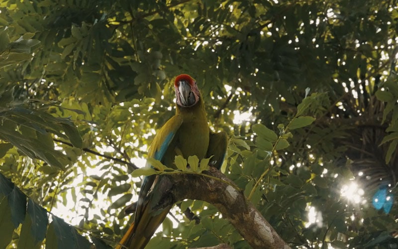 macaw thumb