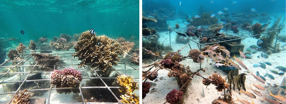 The underwater nursery