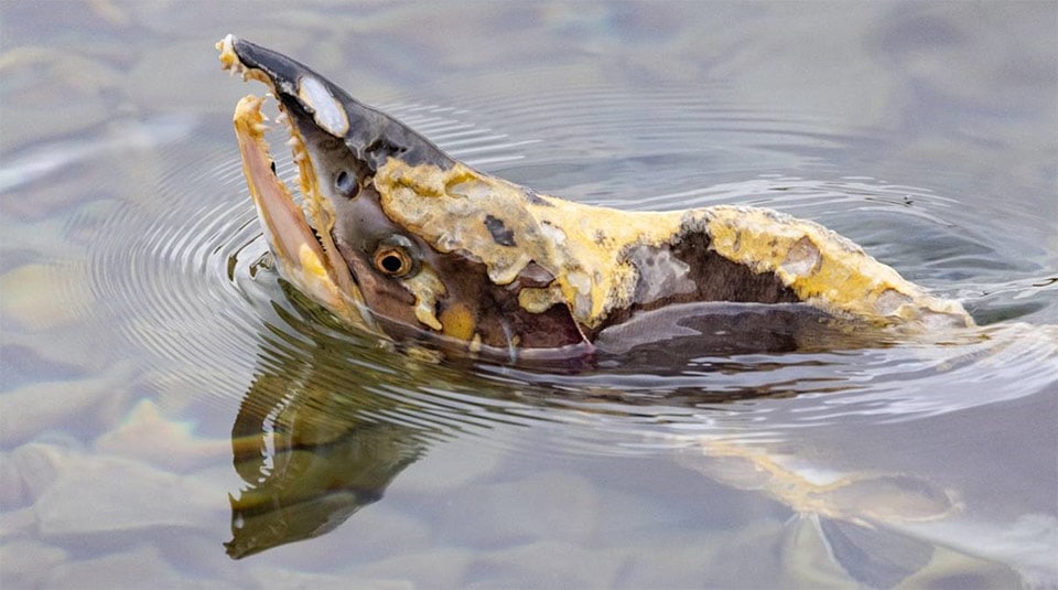 The humpback salmon's high spawning rates