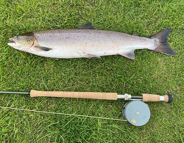 Wild Atlantic salmon