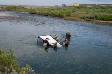 Stopping invasive salmon