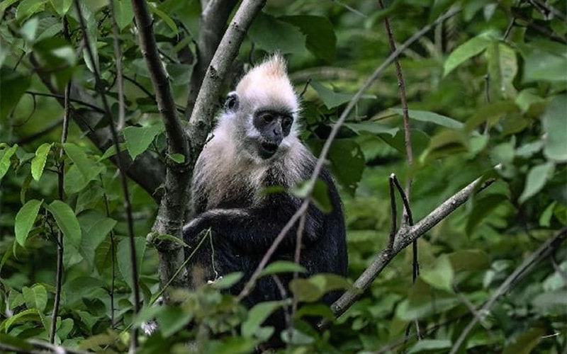 white headed langur list